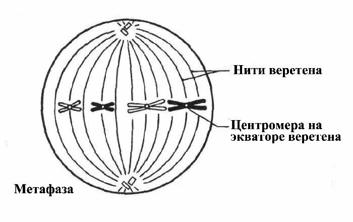 Формирование веретена деления происходит в. Метафаза митоза схема. фаза деления клетки метафаза. фазы митоза метафаза. прометафаза метафаза веретено деления.