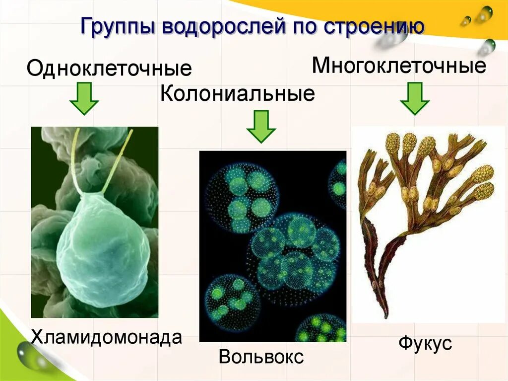 Является колониальной водорослью. Одноклеточные колониальные и многоклеточные водоросли. Одноклеточные водоросли. Водоросли одноклеточные колониальные. Растения одноклеточные колониальные и многоклеточные.