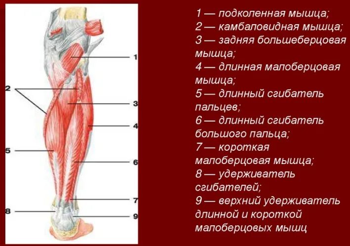 боль в левой икроножной мышце
