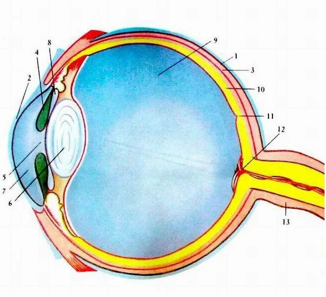 Глаз человека биология 8 класс. Строение зрительного анализатора глазное яблоко. Схема глазного яблока 8 класс биология. Орган зрения глазное яблоко анатомия. Орган зрения глаз биология 8 класс.