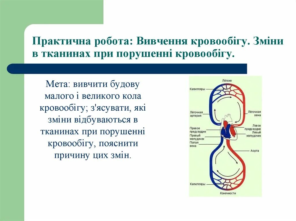 Круги кровообращения человека. Круги кровообращения у организмов. Циркуляция крови в организме. Кровь в организме круги кровообращения. Непрерывное движение крови по организму