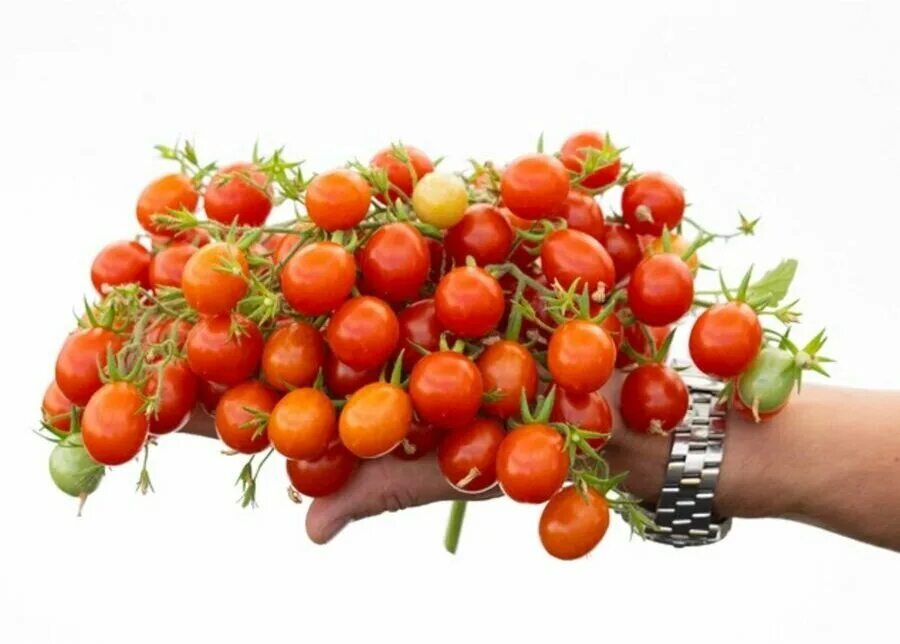 Томат монпансье характеристика и описание. Монпансье помидоры партнер. Томат черри монпансье. Томат янтарина f1. Томат монро f1.