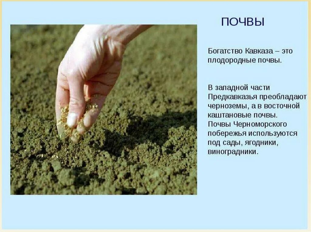 Особенности растениеводства. Богатство почв кубани. Чернозем краснодарского края 4 класс. Интересные факты о черноземе. Черноземные почвы богатство кубани.