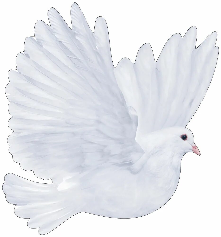 Голуби для детей в детском саду. Голубки для детей. Птица голубь на белом фоне. Голуби для детей в детском саду. Голуби для украшения.