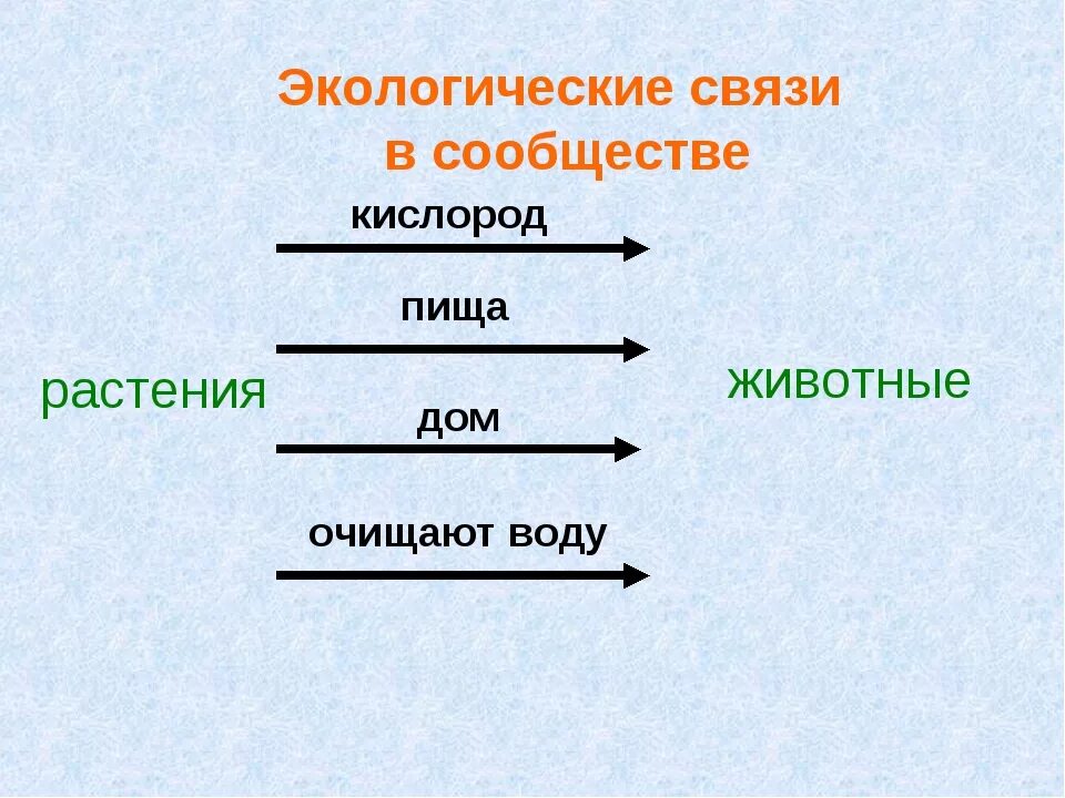 Цепи питания. Примеры экологических связей. Пищевая цепочка. Экологические связи в сообществе лес.