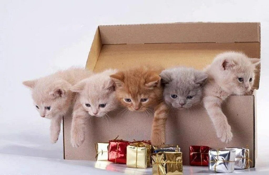 Кошки и т д. Коробка с котятами. Кот с подарком. Котенок в коробочке. Подарок для кошки.