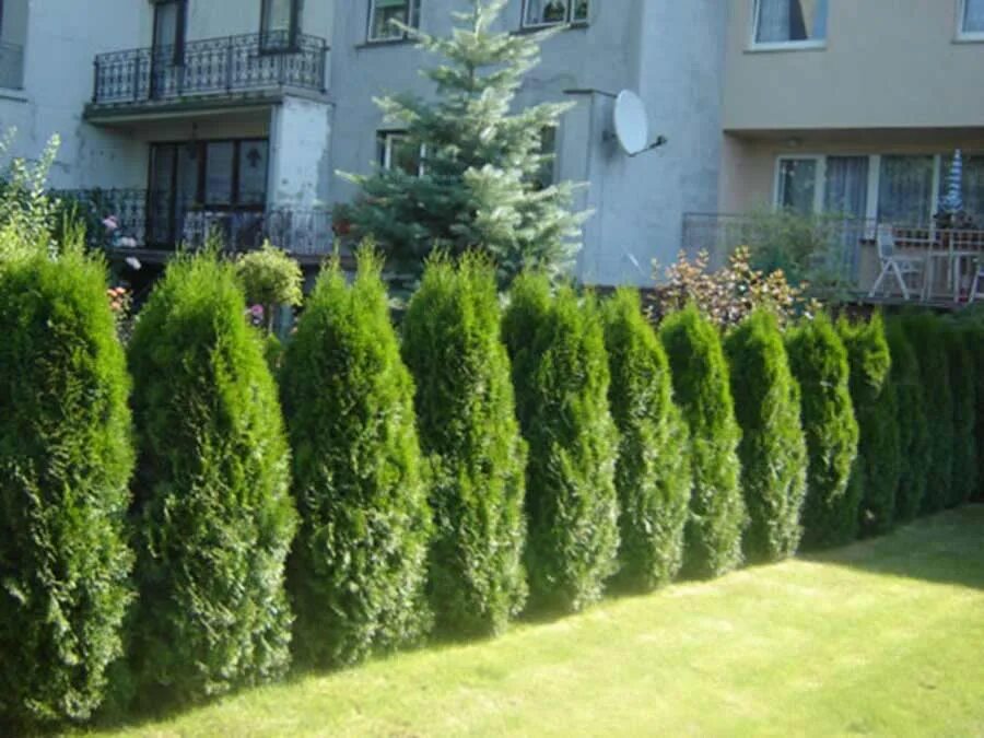 Туя западная брабант живая изгородь. Изгородь из туи и лиственных. Туя западная брабант живая изгородь. Туя смарагд живая изгородь. Туя брабант живая изгородь.