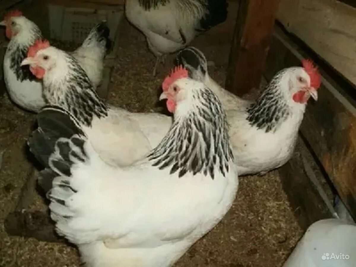 адлерская серебристая порода кур. суссекс парцеляновый. куры адлерская серебристая. адлерские серебристые куры. куры адлерская серебристая.