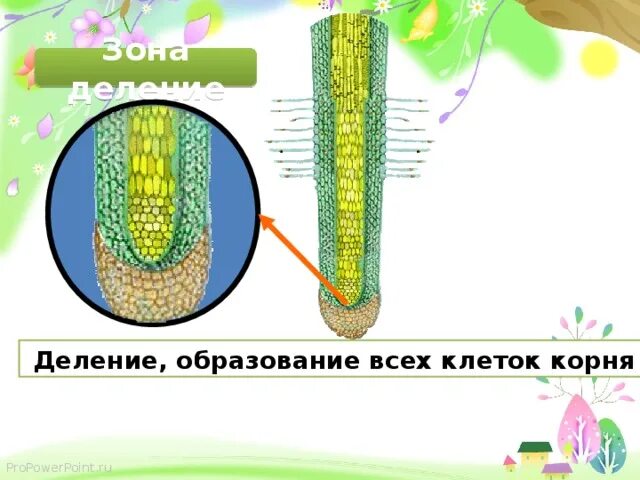 Зоны корня биология. Зона деления корня. Строение корня зоны. Зоны корня 6 класс.