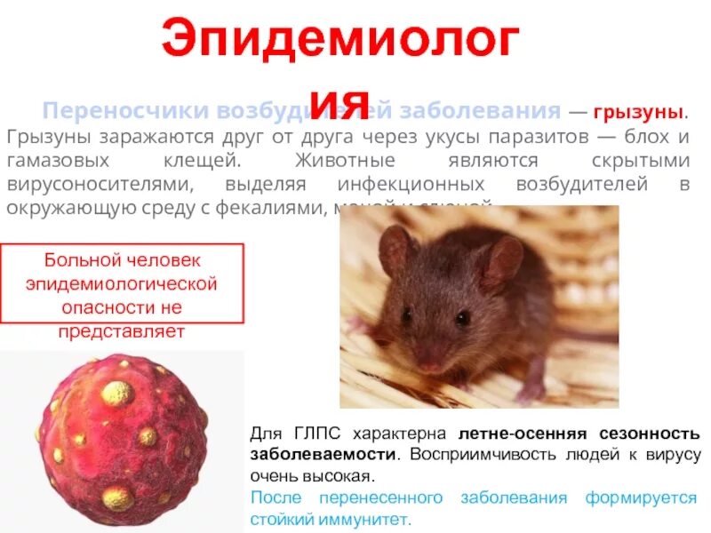 Грызуны инфекции. Грызуны переносчики заболеваний. переносчики возбудителей болезней. инфекционные болезни грызунов. животные являются переносчиками инфекции.