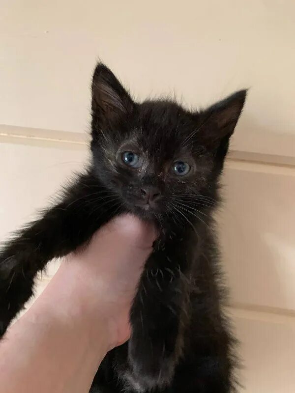 Потеряшки йошкар ола. Потеряшки йошкар ола. Потерялся чёрный кот волжский. Нашли кошку бабяково. Потеряшки йошкар ола.