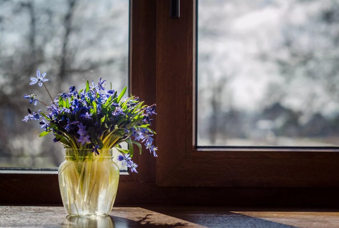 view window flowering tree Stock Photo Adobe Stock