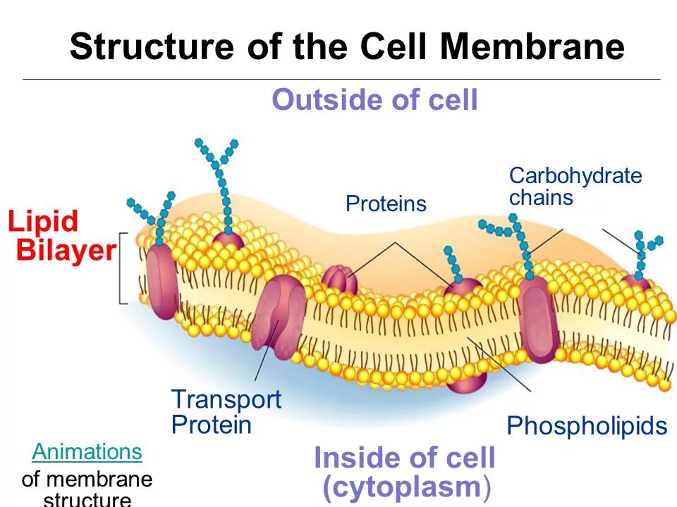 Cell membrane. Proteins of cell membrane. cell membrane structure. cell membrane function. lipid membrane.