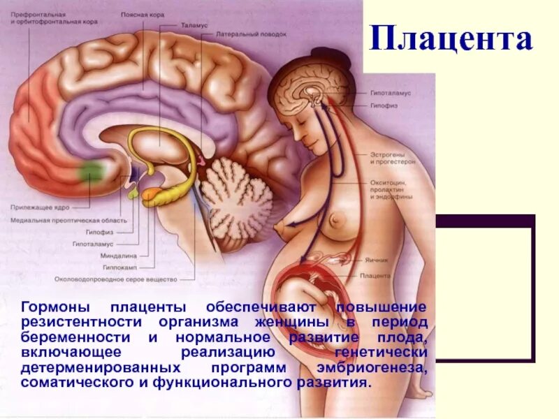 Эндокринная функция плаценты физиология. Физиология плода система мать плацента плод. Плацента вырабатывает гормоны. Гормоны плаценты физиология. Формирует связь с организмом матери