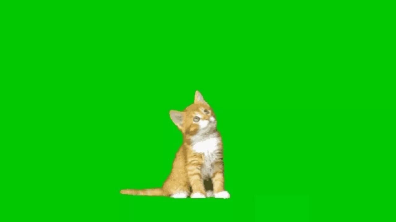 Кот мем хромакей. Кот на зеленом фоне. коты на зелёном фоне. когтики на зеленом фоне. кот на зелёном фоне сидящий.