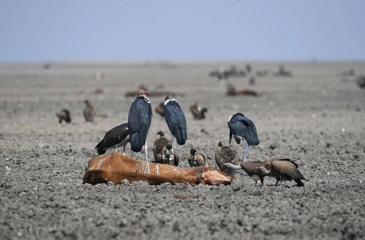 Засуха животные. Озеро нгами Калахари. Озеро нгами в Ботсване. Озеро Суан Пан Ботсвана. Озеро нгами в Африке.
