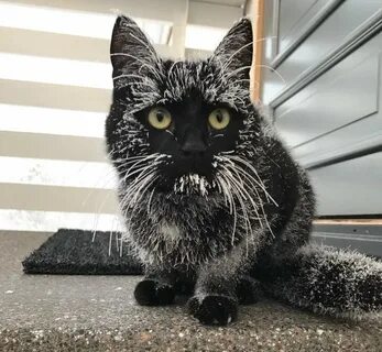 Кот иней