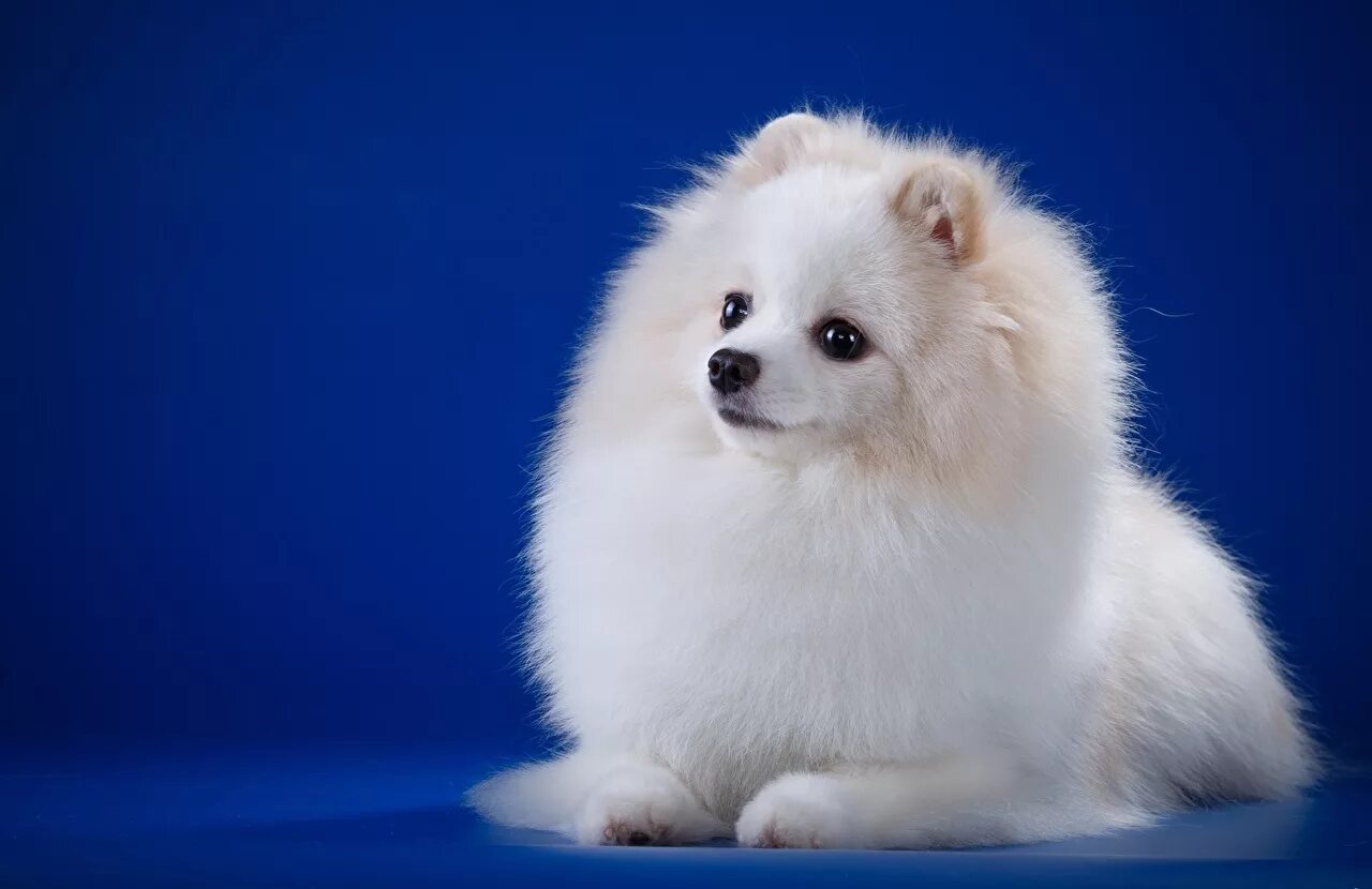 чистокровный померанский шпиц. шпиц померанский карликовый. шпиц померанский карликовый. порода собак шпиц щенок. шпиц померанец.