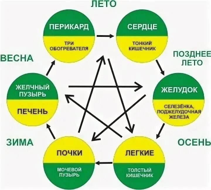 5 элементов человека. Круг Усин 5 элементов. Система Усин стихии. Пять стихий китайской медицины. У-син теория 5 первоэлементов.