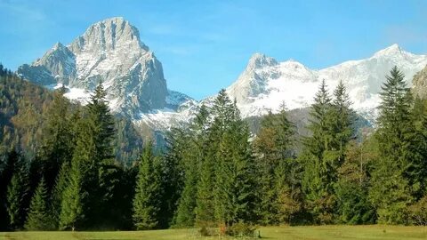 Alps forest