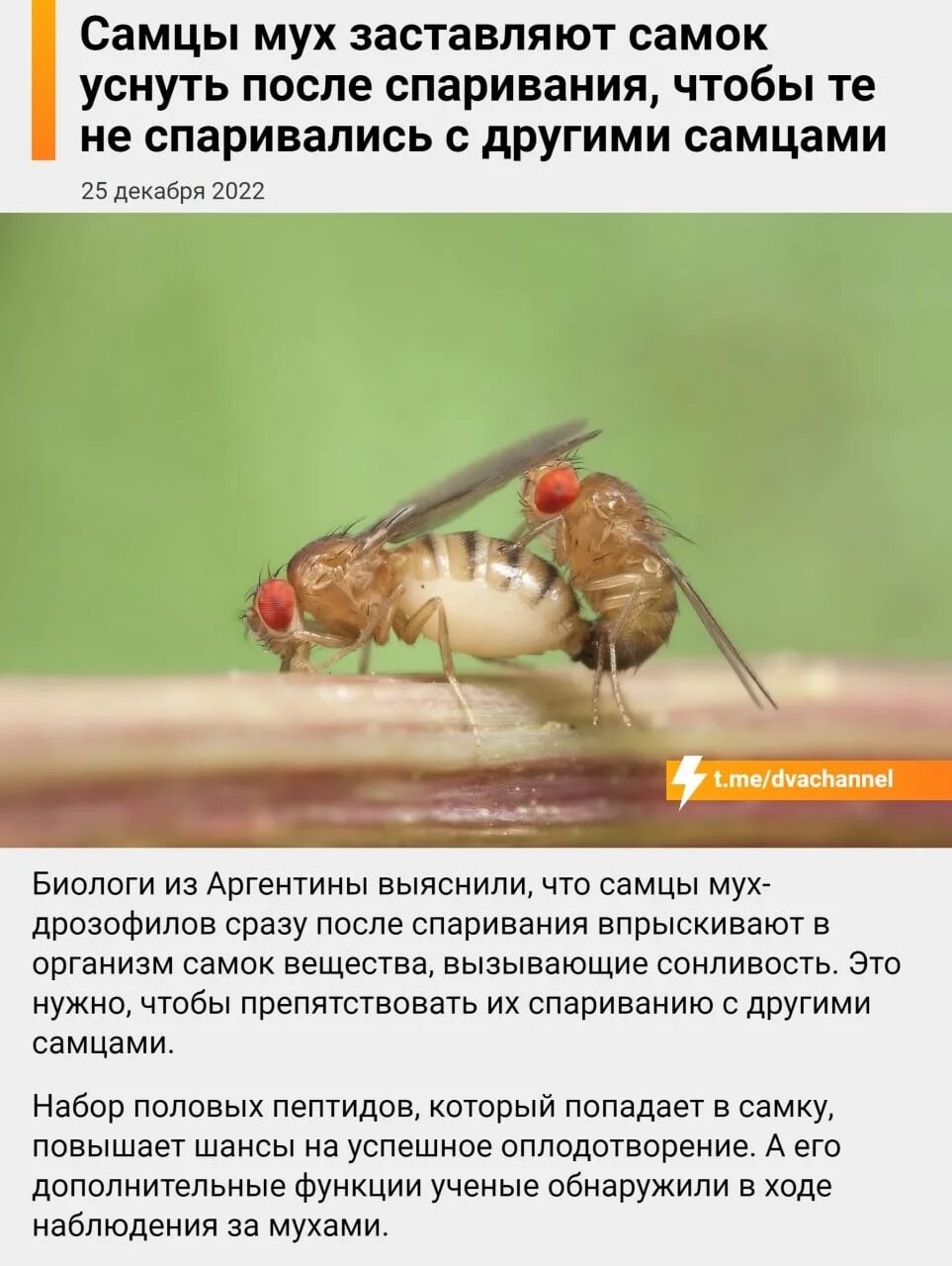 Самка мухи. Как будет муха мужского рода. Род насекомых. Как будет муха мужского рода. Муха самец и самка.