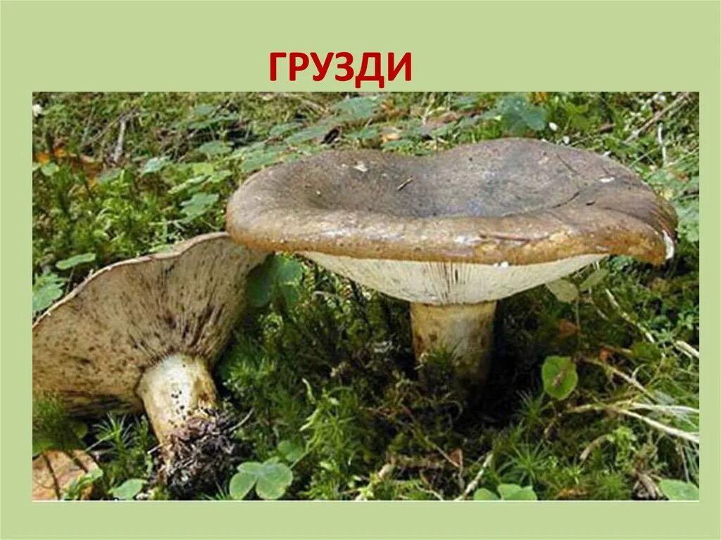 Гриб черный груздь. Гриб зеленушка черный груздь. Гриб груздь ядовитый. Груздь чернушка. Черный груздь груздь.