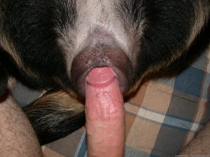Slideshow manfuck dog.