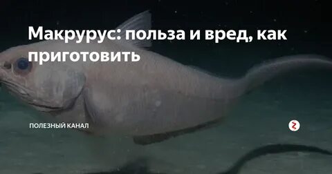 Рыба макрурус польза