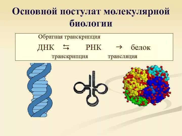 Вирусный транскрипция. Транскрипция РНК вирусов. Обратная транскрипция у вирусов схема. Транскрипция вирусной РНК. Процесс обратной транскрипции.
