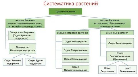 План конспект систематика растений