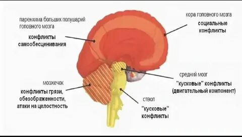 Мозги какая ткань