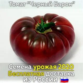 Томат черный принц отзывы фото урожайность характеристика