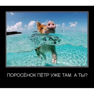 Картинка я в отпуске прикольные смешные