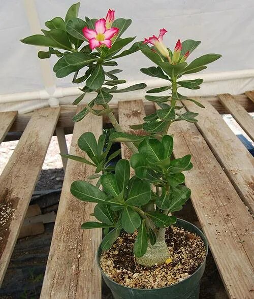 Adenium Obesum Quatro Flower TNANH PHONG: купить 2 семени c доставкой почтой 
