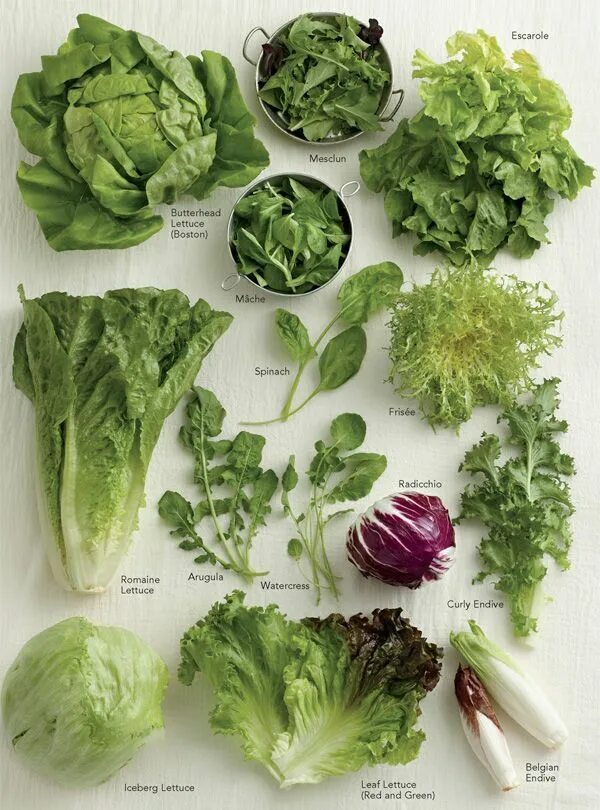 Green types. Семена Романо фриссе радичио. Зелень для салатов. Разновидности салата листового. Зелень для салатов названия.