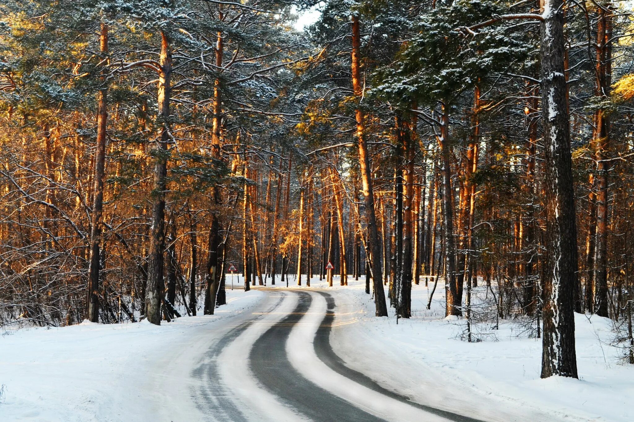 В лесу зимой можно. Сосновый Бор Барнаул лес. Чернолучье Сосновый Бор зимний. Парк Сосновый Бор зима г Озеры. Сосновый Бор зимой Барнаул.