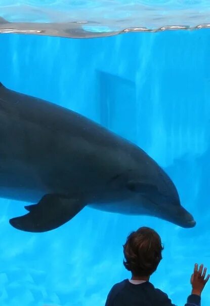 #communication #capabilities #onedolphins #intelligent #studiedare #dolphins #br