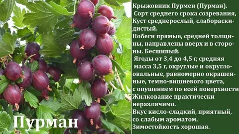 Крыжовник сорта характеристика
