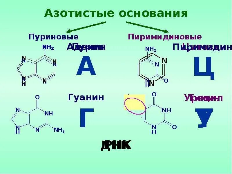 Нуклеиновые основания формулы. Строение нуклеиновых оснований. Нуклеотиды и нуклеиновые кислоты. Номенклатура нуклеотидов. Нуклеотид представляет собой