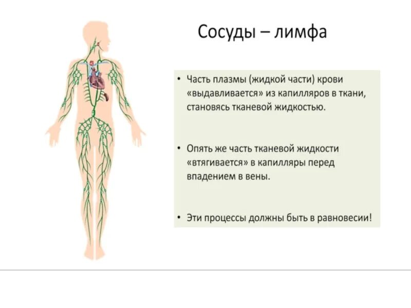 Как образуется лимфа и куда она оттекает. Лимфатическая система человека схема. кровеносная и лимфатическая система человека. кровеносная и лимфатическая система человека схема. тренировка для лимфатической системы.