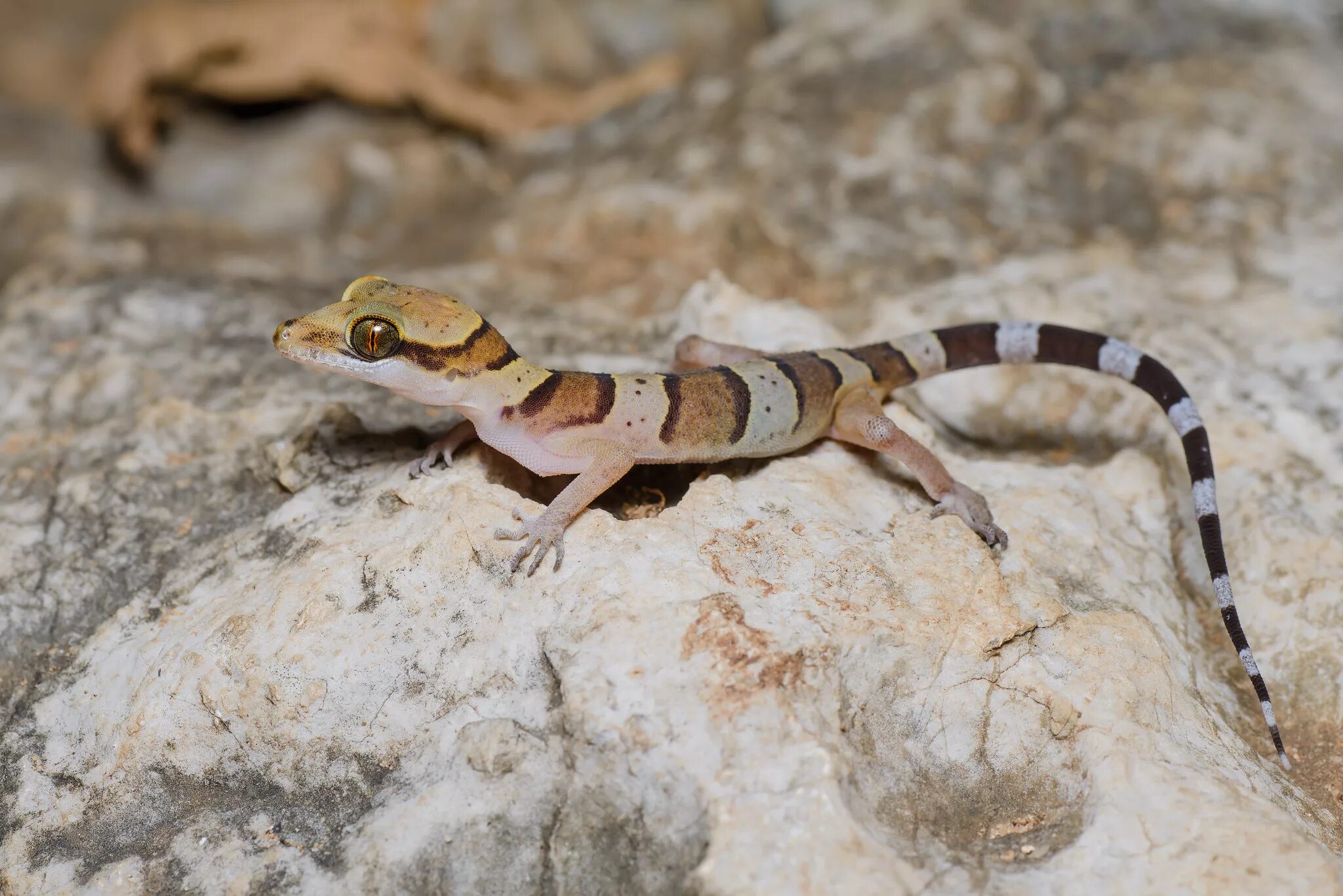 Геккон тайланд. КРИВОПАЛЫЕ Гекконы. Геккон Средиземноморский. Cyrtodactylus peguensis.