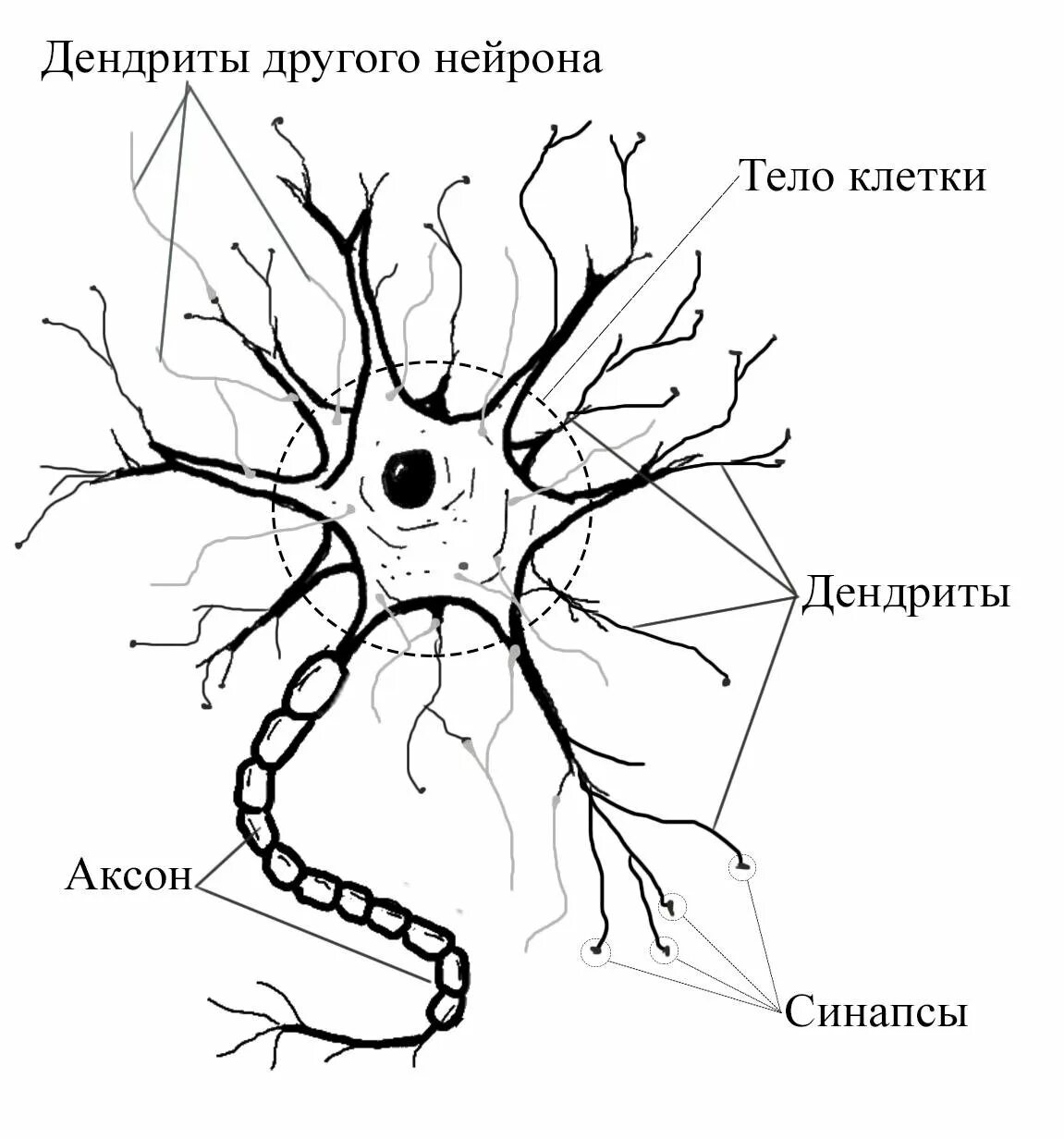 Строение нерва рисунок. Нейрон Аксон дендрит. Строение нейрона дендриты. Нейроны аксоны дендриты. Дендриты строение нервных клеток.