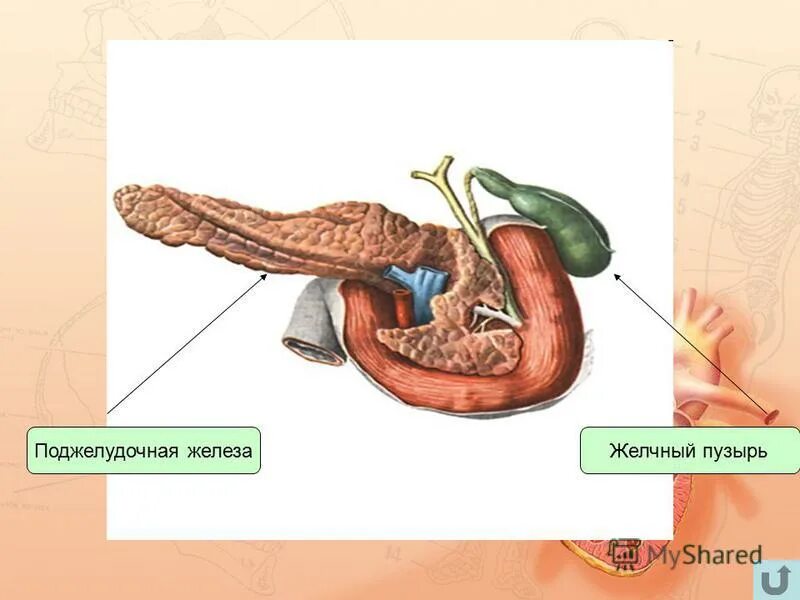 Кофе и желчный пузырь