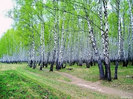 Березовая роща иркутск каталог