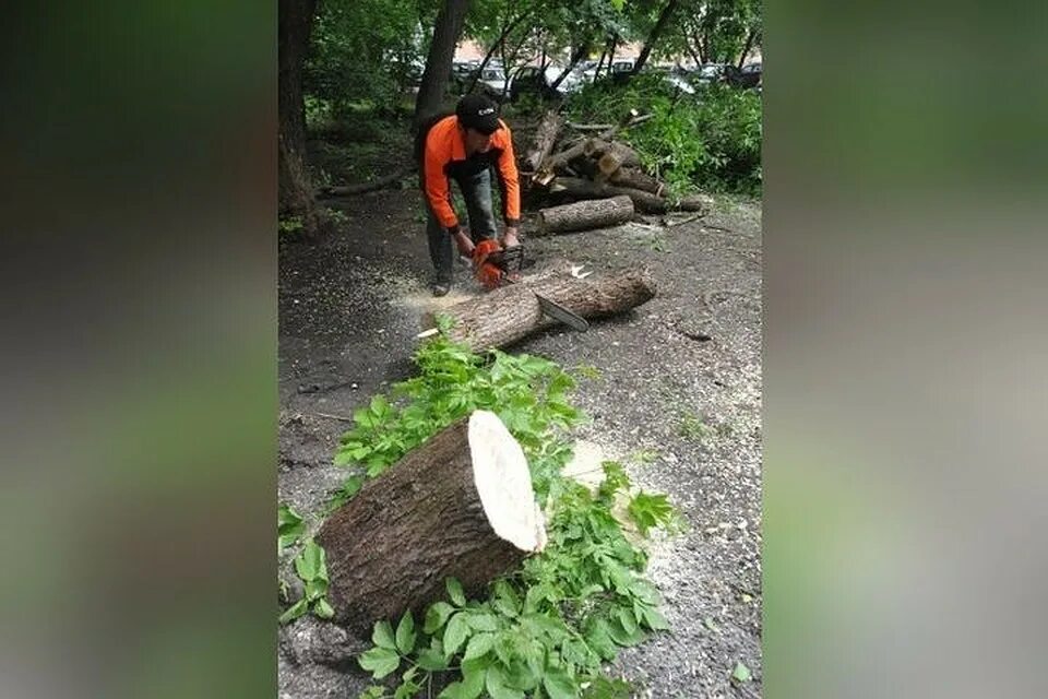 Спилили дерево с террористом. Спилить дерево во дворе. Спил деревьев во дворе. Спил деревьев в Новосибирске. Объявление о спиле деревьев во дворе.