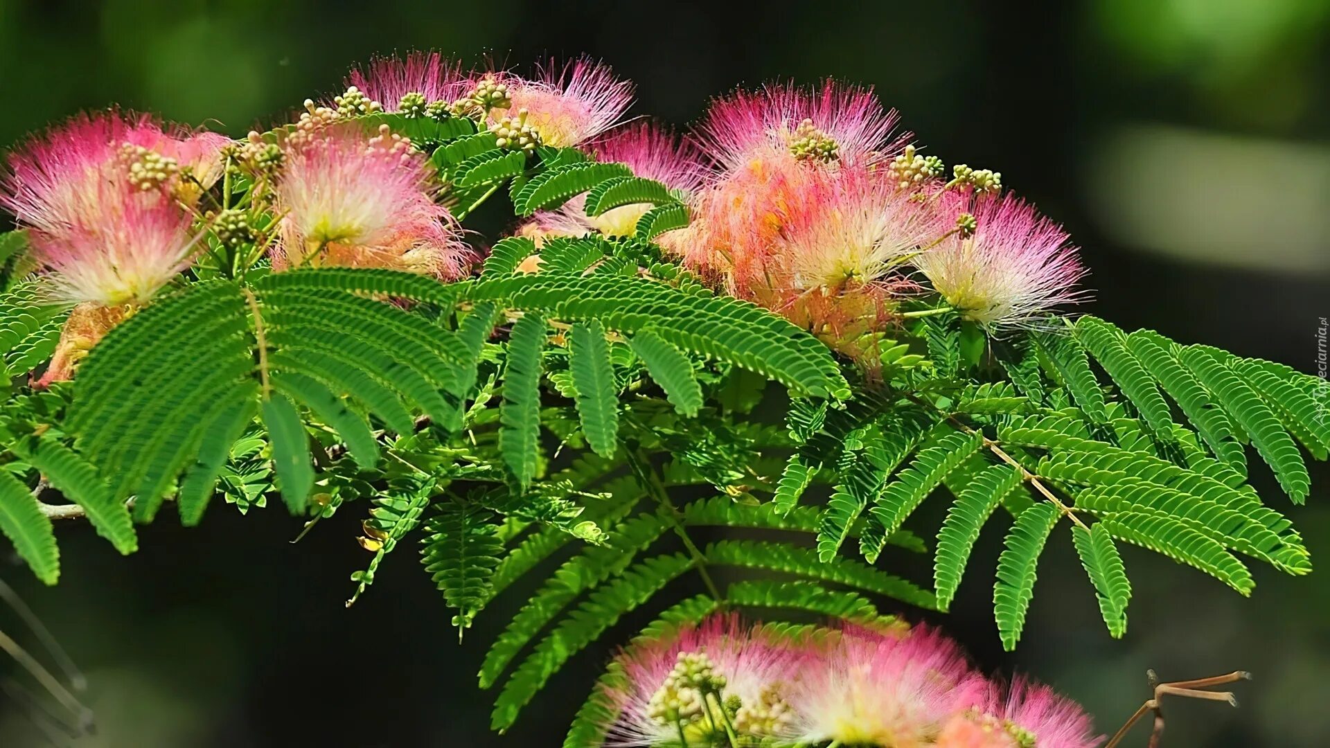 Альбиция ленкоранская - albizia julibrissin. Альбиция крымская акация. Альбиция ленкоранская / albizia julibrissin durazz. Альбиция ленкоранская акация дерево. Альбиция дерево.