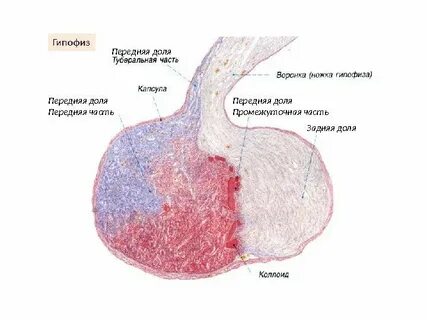Фолликулы гипофиза