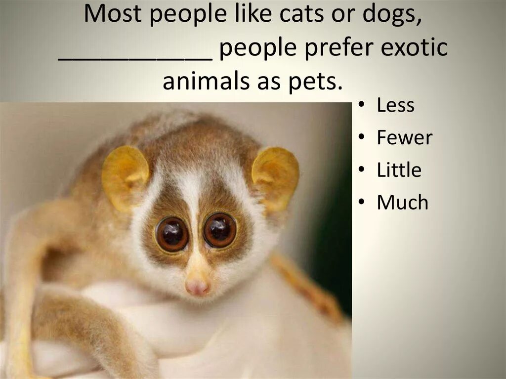 Exotic animals pets. Большие глаза у животных. Exotic animals as Pets. Exotic animals like Pets. Difficulties of exotic animals as a Pet.