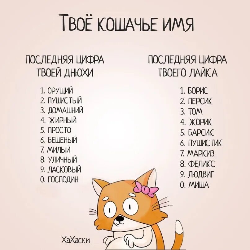 Дай имя кошки. Имена для кошек. Корейские имена для кошек. Корейские имена для котов мальчиков. Клички для кошек девочек.