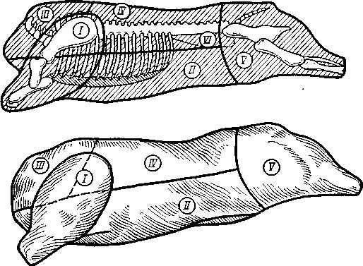 5 свиных туш. Схема разделки свиной туши обвалка. Схема обвалки свиной туши. Кулинарный разруб свиной туши. Кулинарный разруб туш свинины.